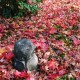 enkoji temple in autumn - fallen leaves